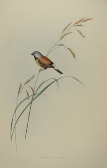 John Gould Birds of Australia